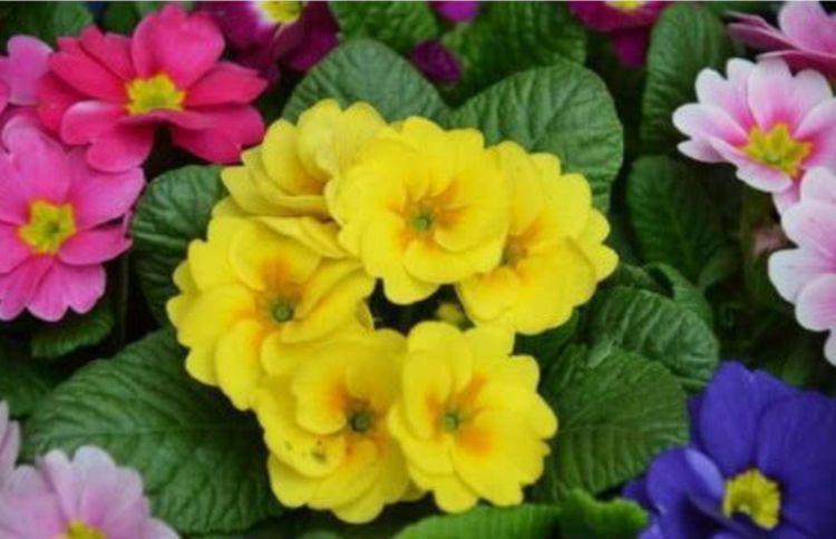 自由精神自由精神|4种真正“开花王”,沾土就活,开花又大又艳,比牡丹美