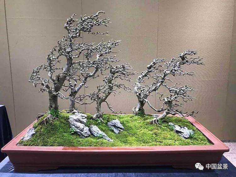 赏玩盆景，一定要是有德之人