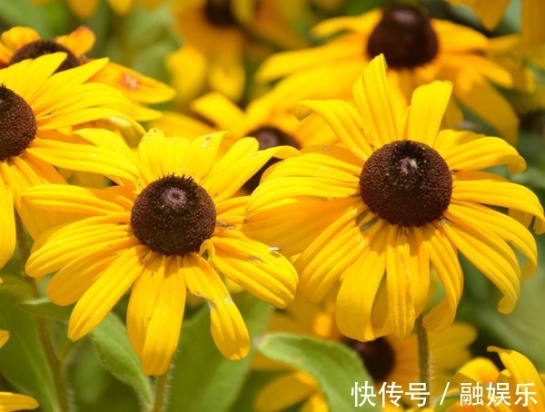 黑心菊怎么养护开花更多以下3个方面多注意，开花更多更鲜艳