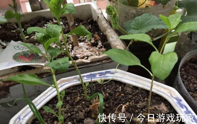 养花草不如养枸杞,平时当盆景观赏,结了果子还能食用!