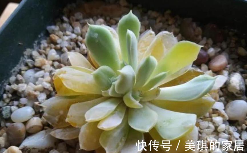 新芽|多肉化水长不好，手把手教你解决，简单有效，轻松养成肉墩子