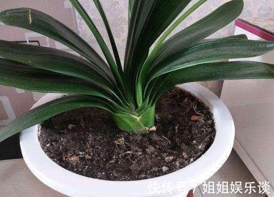 给盆栽花草浇水用它们，一分钱都不花，肥效比专业的强