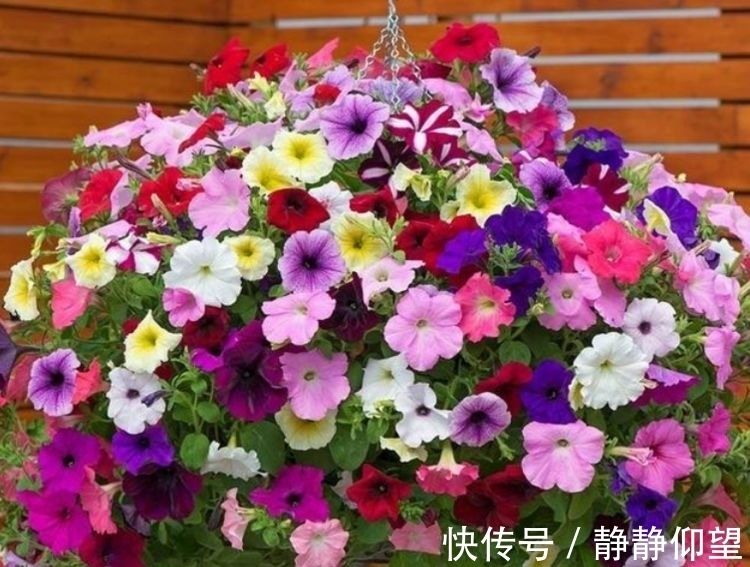 此款花卉便宜又好养,丢到阳台,四季有花开,一养就上瘾!