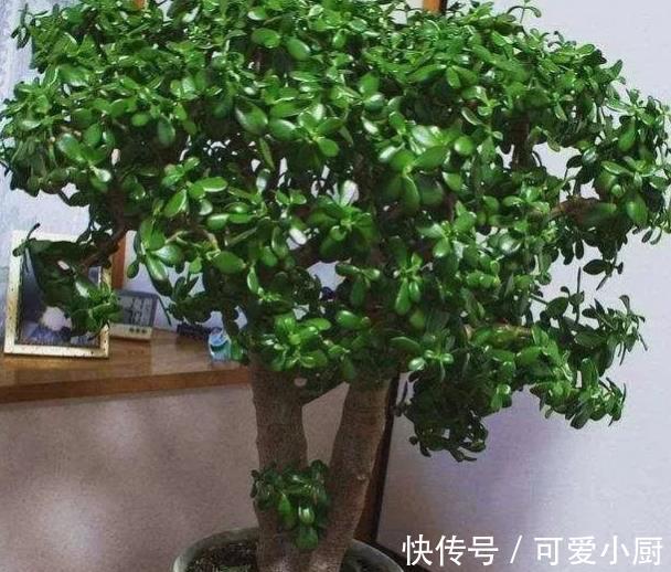 4种漂亮的老桩盆栽,适合穷养,小盆种少浇水,越养越精神