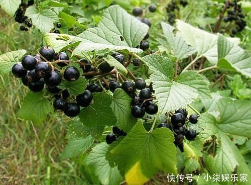 维生素c|女性睡前当零食吃,坚持7天,色斑没了,皱纹没了,子宫也好了