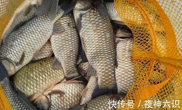 冬季钓鲫鱼,聚鱼是关键,用这些方法打出立体窝,大鲫鱼连竿上!