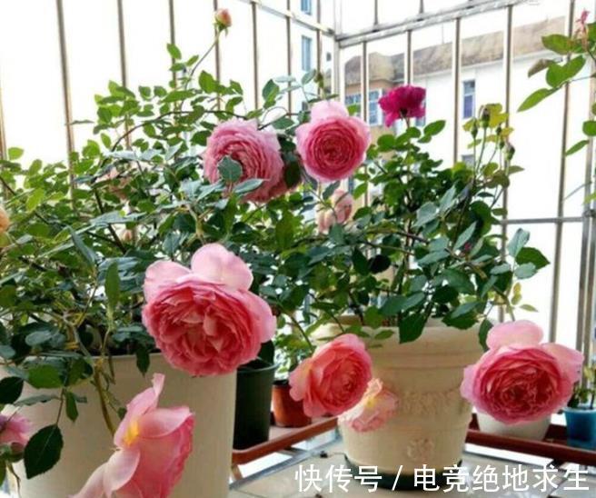 阳台养花容易长红蜘蛛,了解原因对症下药,2件事做好了事半功倍