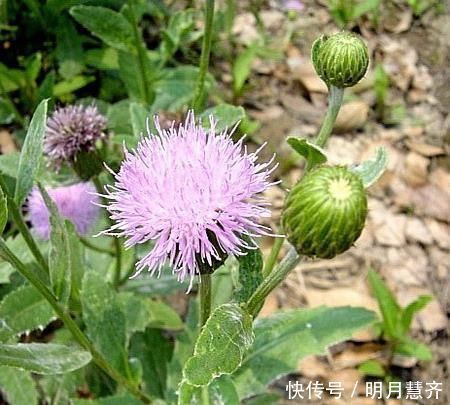 默默带你认识一味中药——大蓟!鼻窦炎咯血它都行,请为家人收藏