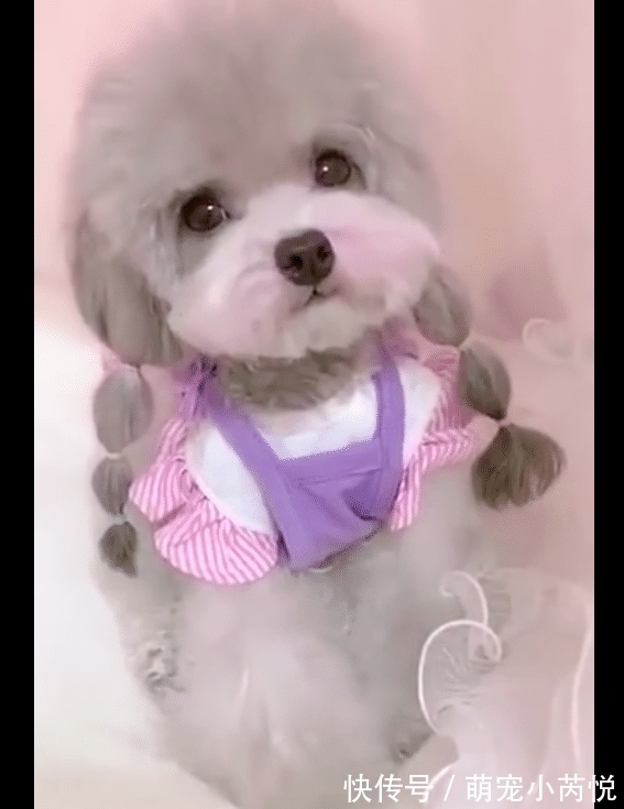 腮红|狗狗穿裙子扎辫子涂腮红,好像是一位小姑娘,长得也太好看了吧!