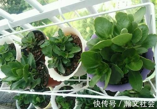 长寿花|养长寿花,将“4忌4喜”进行到底,爆盆开花只是分分钟的事情
