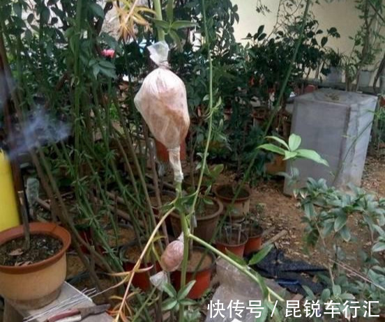 砧木|花开像月季，易爆花，-20℃冻不死，好养活不生病，比桂花香10倍