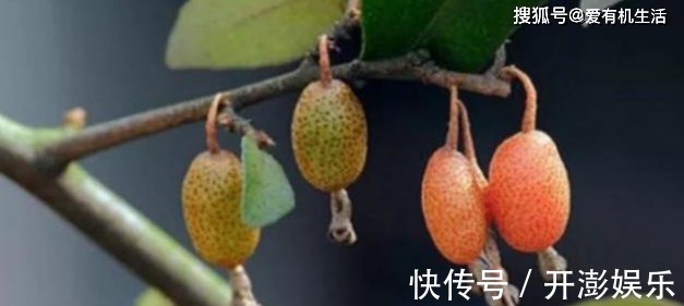 秋天|农村这野果子，深秋季节吃起来酸甜可口，用来泡酒味道极佳！