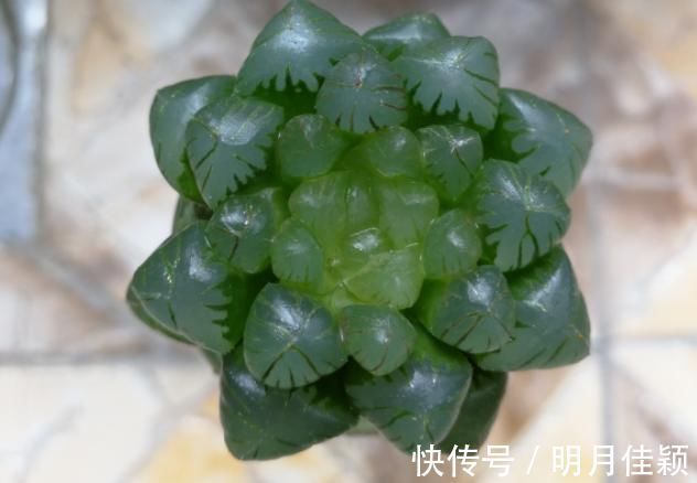 多肉丢水里好度夏,叶子疯狂吸水,几天就变胖了