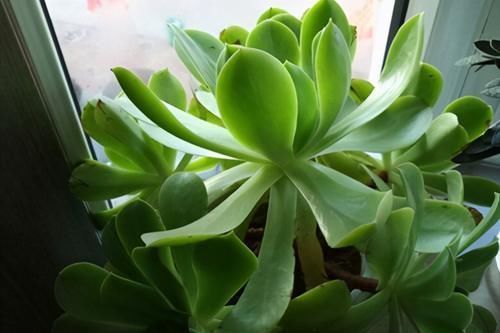 多肉“玉龙观音”好养吗?记住6字诀,叶子肥厚翠绿