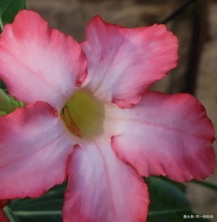 家养沙漠玫瑰总是难开花只需做好这几点，轻松花开爆满盆