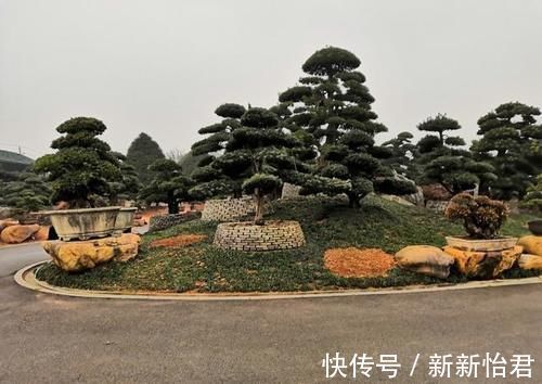 藏家|受人追捧的罗汉松，一树难求，价格昂贵是一方面，主要是珍贵稀少