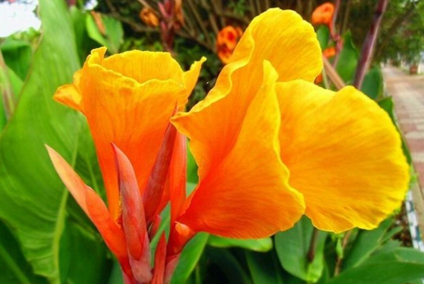 家有小院,就养“美人蕉”,五颜六色、花团锦簇,花朵硕大花期长