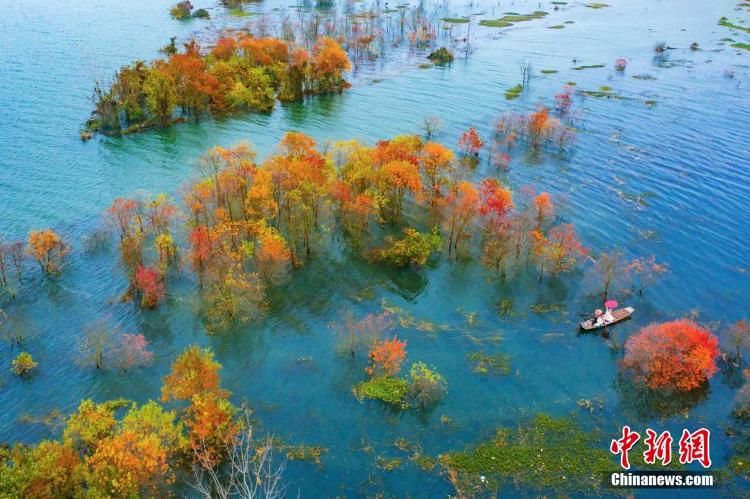 赣江|航拍赣江江西吉水段水域红树林 景色美如画