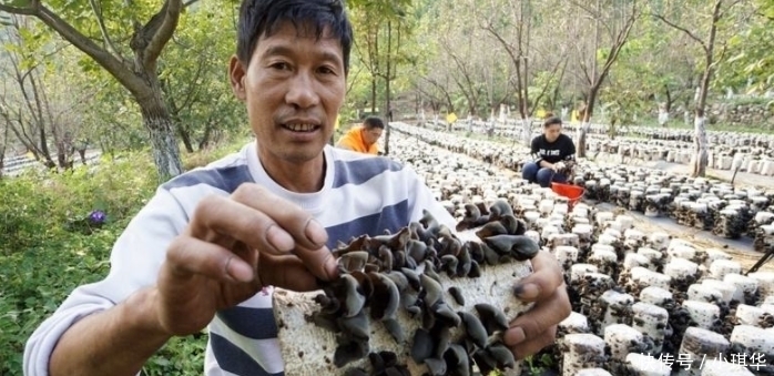 血栓|它是天然的“化栓王”坚持每天吃,血管干净,血栓悄悄“溜走”