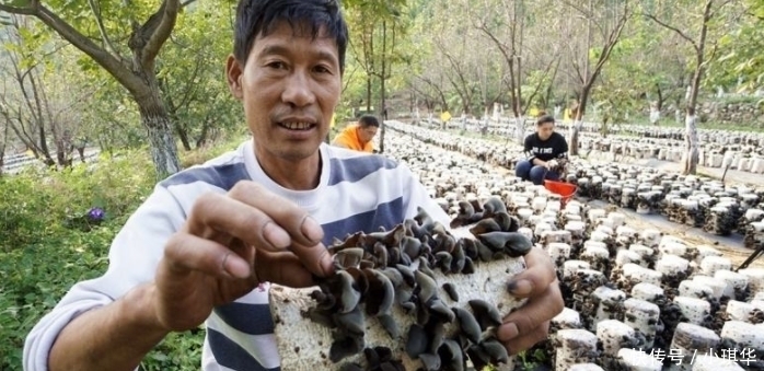  血栓|它是天然的“化栓王”坚持每天吃,血管干净,血栓悄悄“溜走”