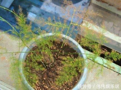 白糖|别再用“白糖”养文竹了,这5点做到位,不黄叶,还开白花