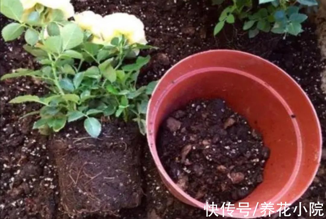 黄叶|给花卉换盆，多做1个“小动作”，避免出现烂根黄叶