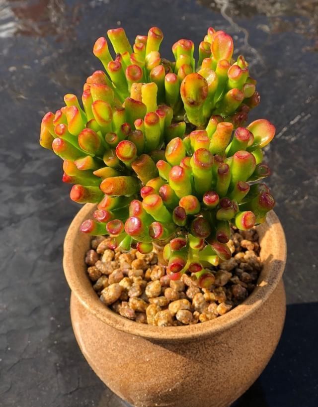 叶片|有名的“12种旺财花”,吉祥又大气,养成老桩更“旺家”