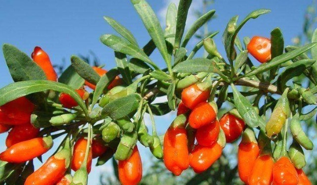 肝毒|枸杞跟它是“绝配”,连喝一周,不仅肾强了,肝也干净了