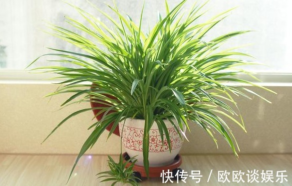 学会用洗衣粉，入坑养花，消灭害虫特别简单