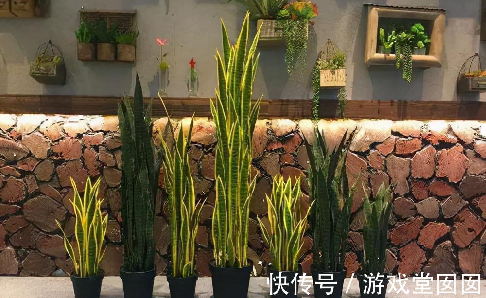 虎皮兰有“3喜2怕”,难怪不爱长新芽,现在纠正也不晚