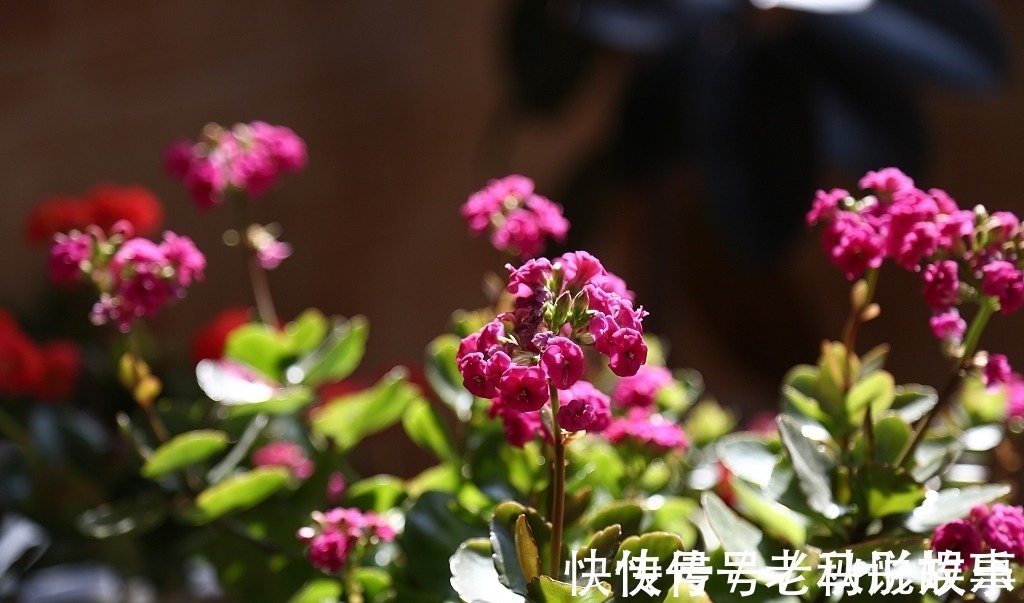 长寿花|长寿花盆底垫点“它”，植株快速生长，花期一到就爆盆