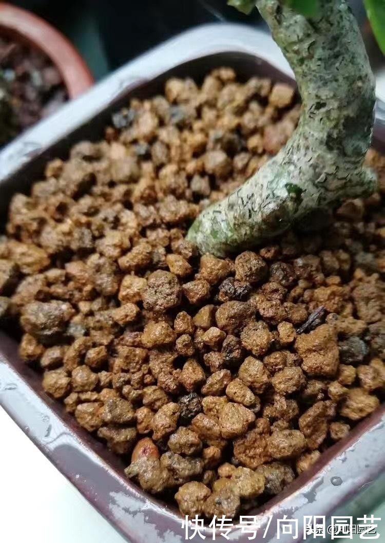 酸性|养盆景，养多肉，必不可少的赤玉土，辅助发根，促进生长发育