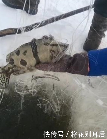 钓友|男子不听朋友劝阻,冰洞里撒网捕鱼,拉上来一看带“纹身”的