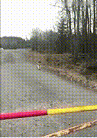 |搞笑GIF动图:别再说乌龟跑的慢,只是它没发挥出来