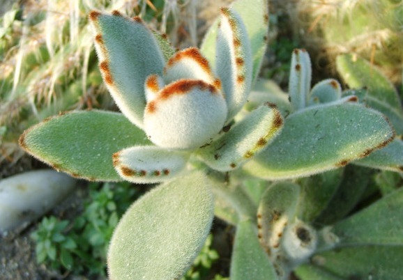 这六种多肉适合夏天养,便宜又好养,夏天也难养死,并且观赏性强