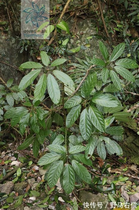 风湿骨痛|七加皮，见过吗？主治风湿骨痛、跌打扭伤、腰肌劳损