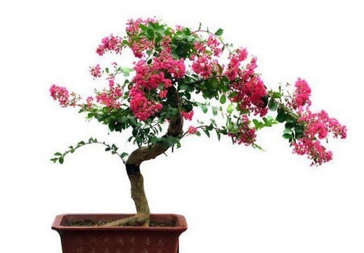 紫薇树|路边的紫薇花,种盆里变老桩盆景,价值太珍贵!