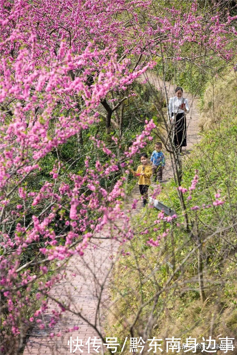 剑河：春暖花竞放 惹人醉芬芳