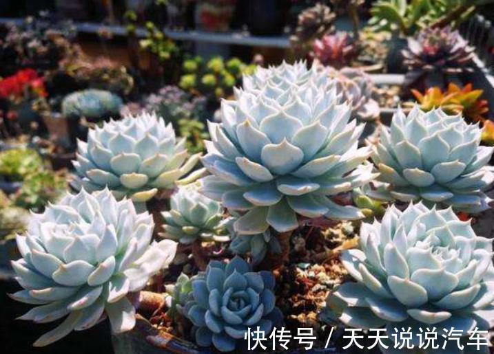 6种经典的薄叶多肉,每一种都仙气十足,好养好看容易出状态