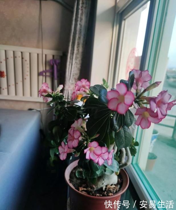 此花是世界名花，开花频繁，种植简单，室内也能养，还可做盆景树