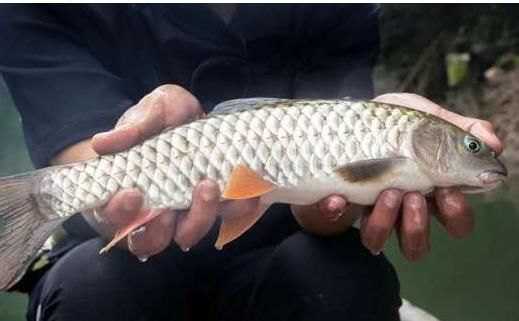神似草鱼爱吃肉,个头不大力气大,背上还藏倒刺,被称为淡水之王