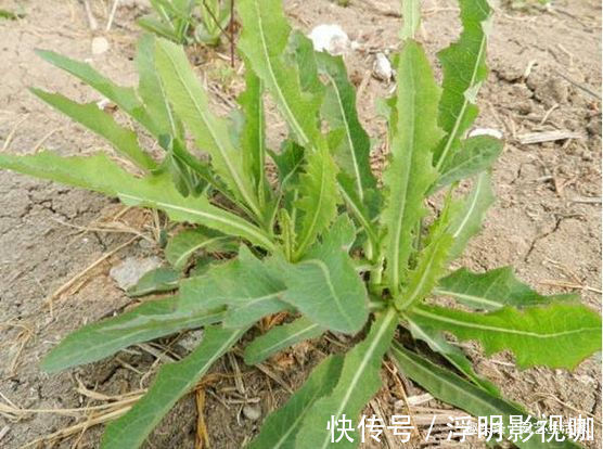 1种野草,在农村被称“苦麻菜”,50元一斤收购,却没人愿意采