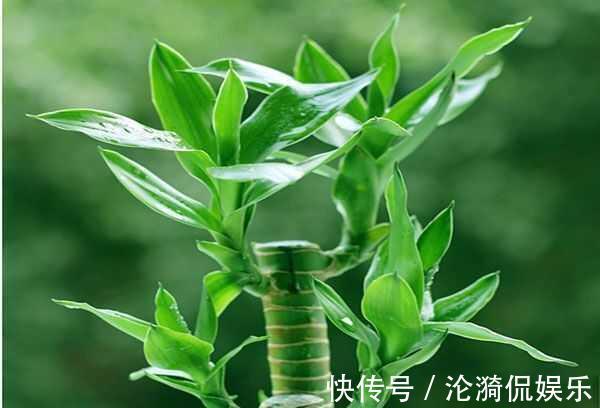 技巧|富贵竹长成“小树林”，水培“技巧”要牢记，水温都有学问