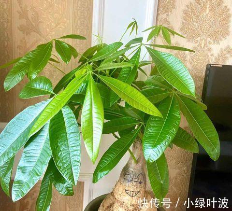 啤酒|橡皮树发财树用它浇一浇,叶子干净闪亮,天热也会蹭蹭长!