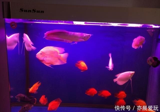 鱼友|养鱼不能整天换水,更不能一换水就下药,很容易死鱼