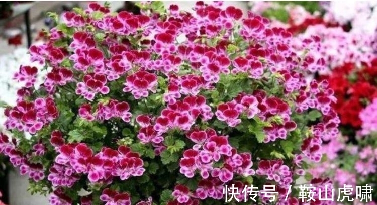 开花最香的4种花,花朵迷人,阵阵花香,花朵大