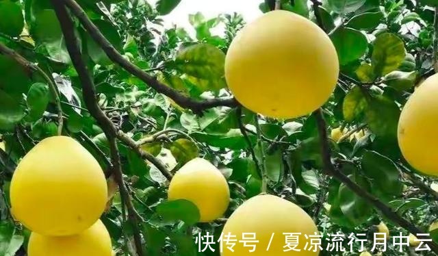 家乡|全国哪里的柚子最好吃认准这6个柚子产地,看有你家乡吗!