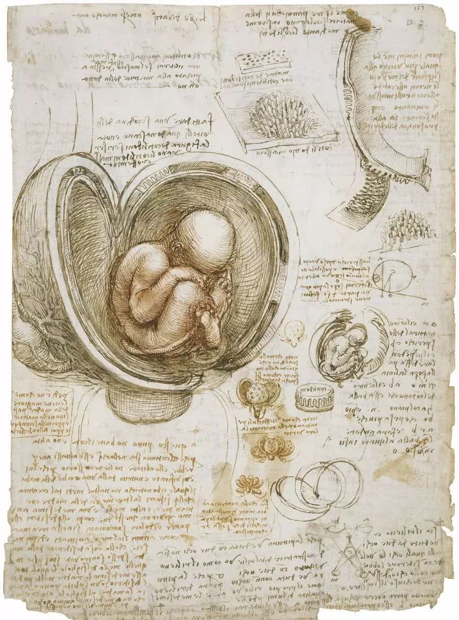 周年|达·芬奇逝世500周年,这些手稿却还鲜为人知