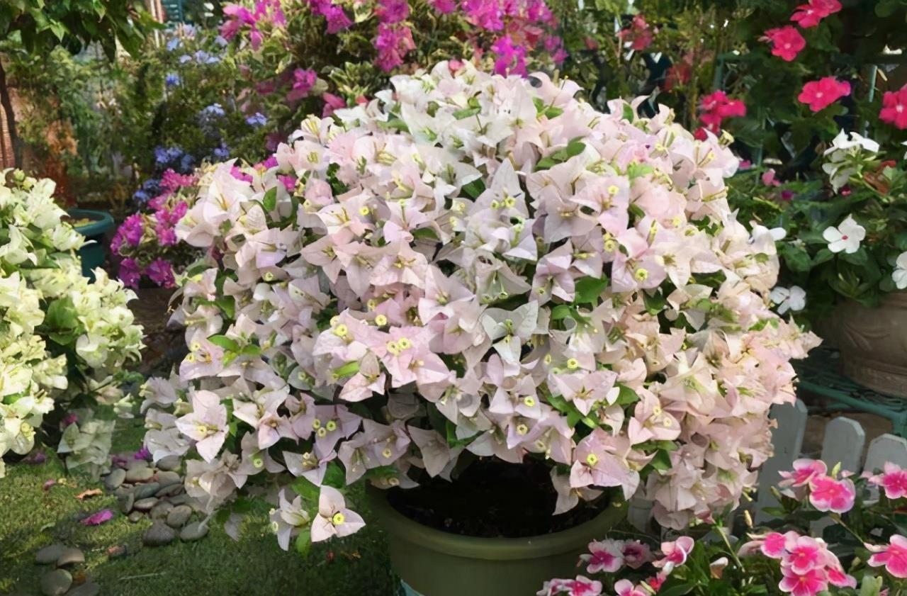 二月养三角梅,勤做“三动作”,撒欢长催新苞,当月绽放层叠群花