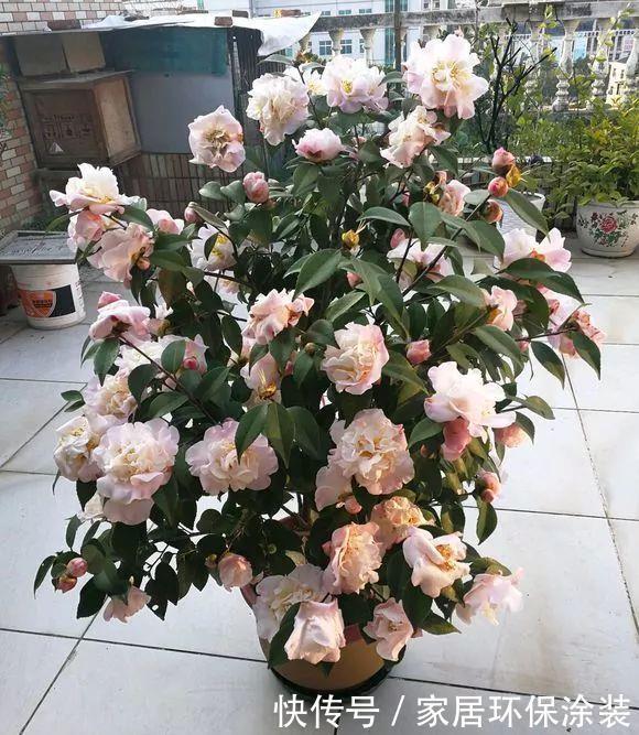 6种“冷艳”花,就爱寒冬开,越冷越娇艳,雍容又华丽